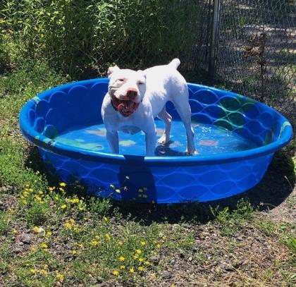Dog in a Pool