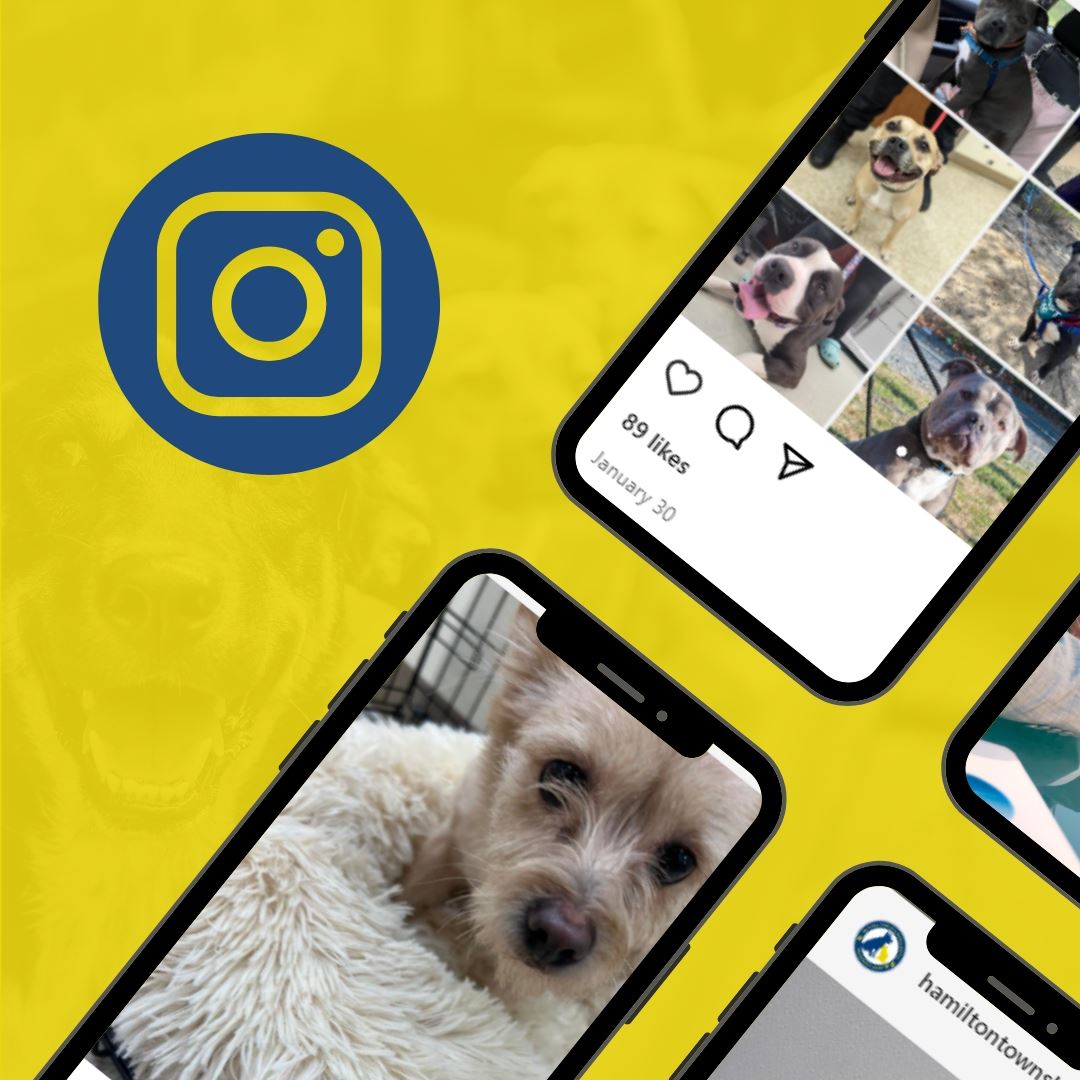 Follow the Hamilton Township Animal Shelter on Instagram!