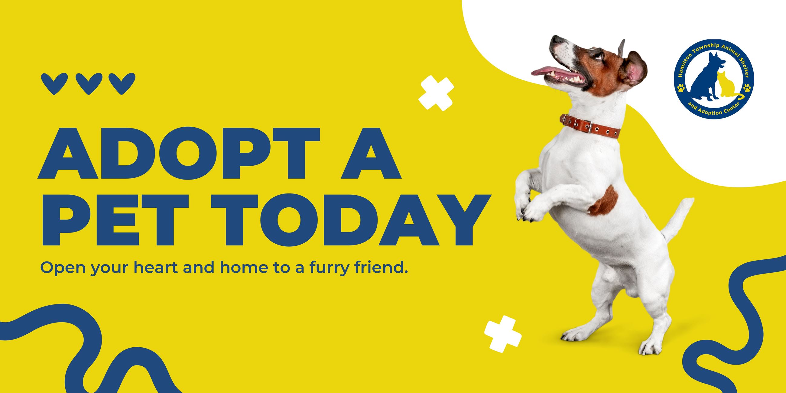 Adopt a pet and open your home to a furry friend.